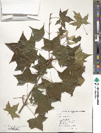 Acer pictum image