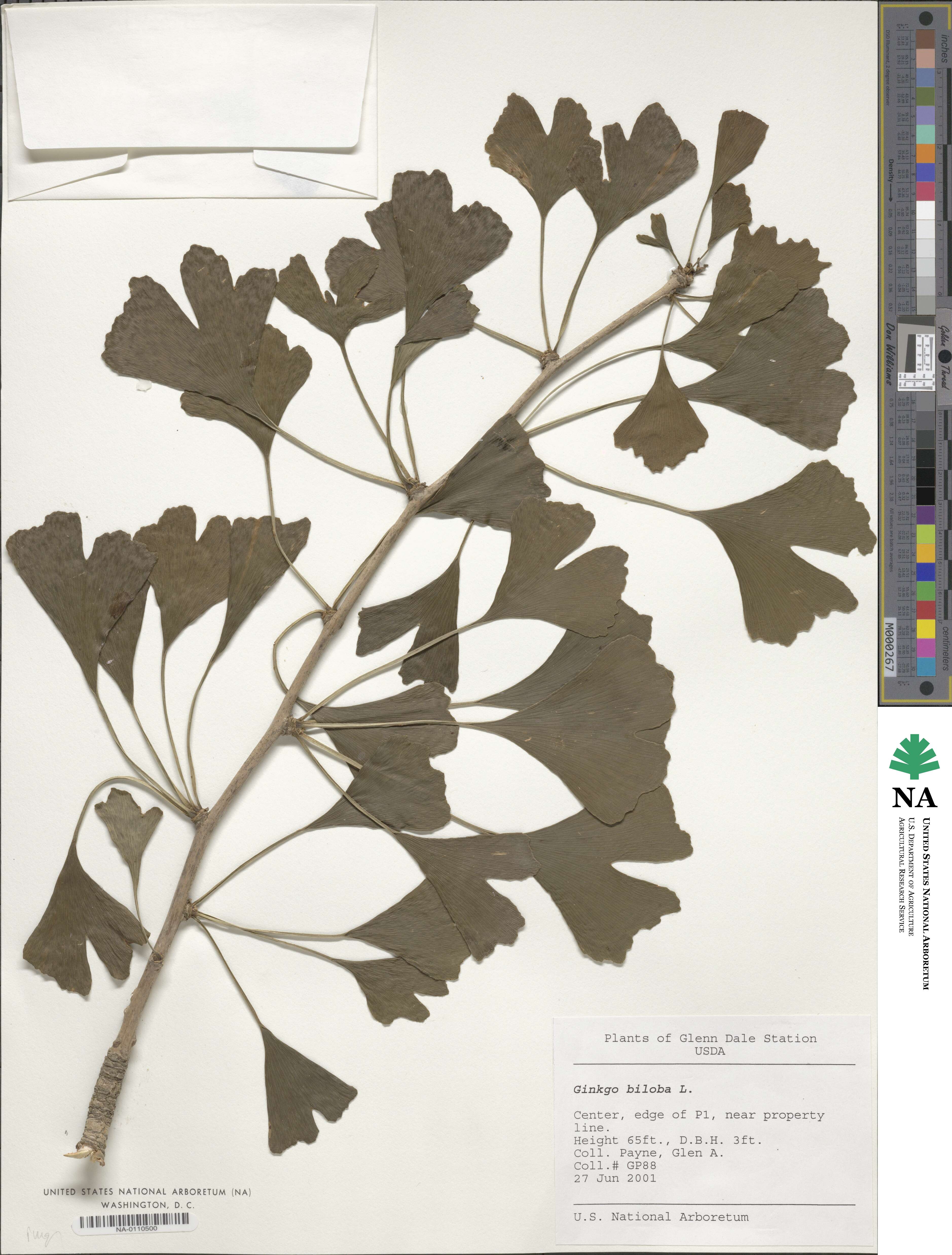 Ginkgo image