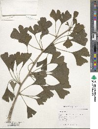 Ginkgo biloba image