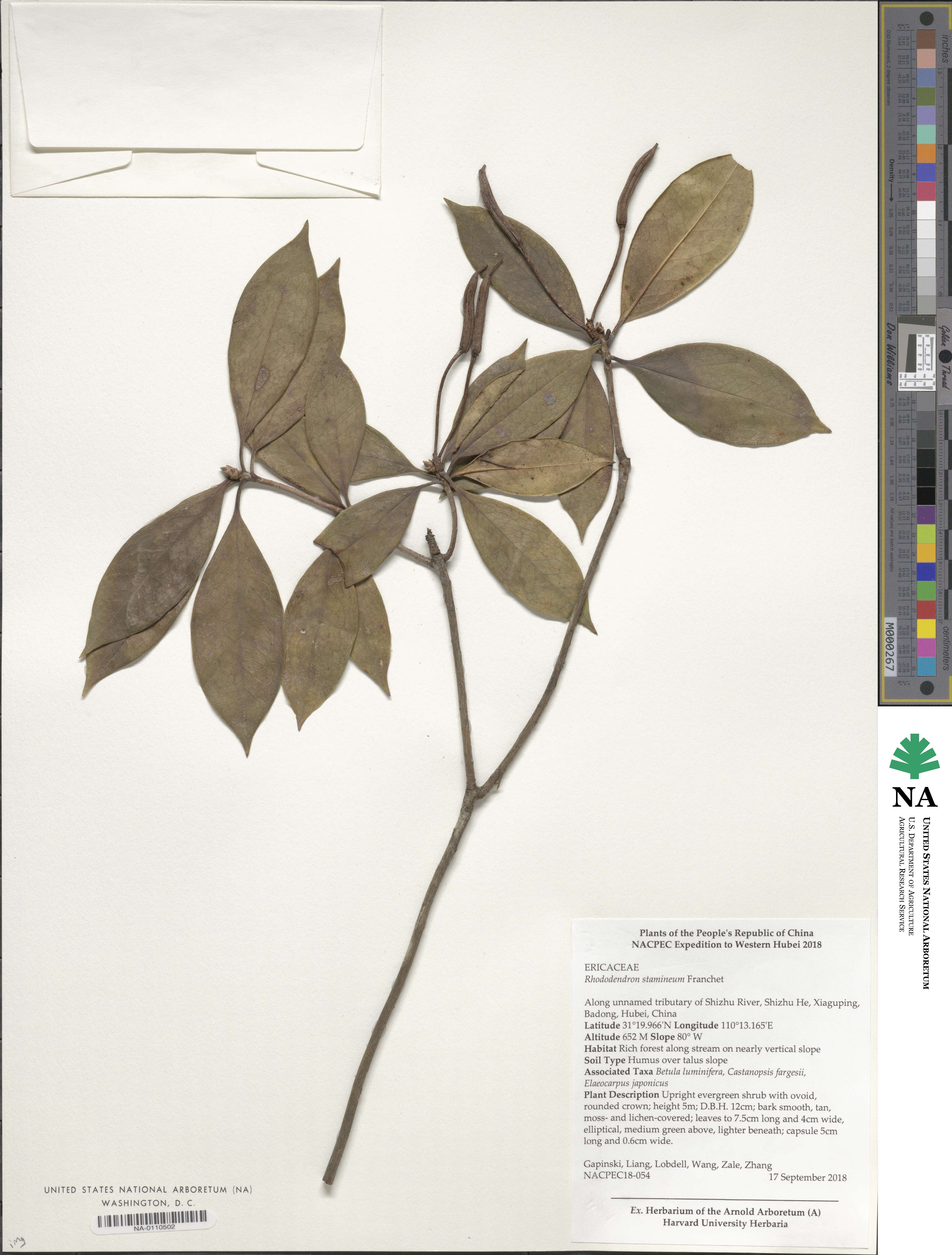 Rhododendron stamineum image