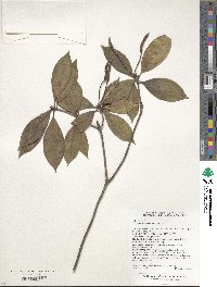 Rhododendron stamineum image