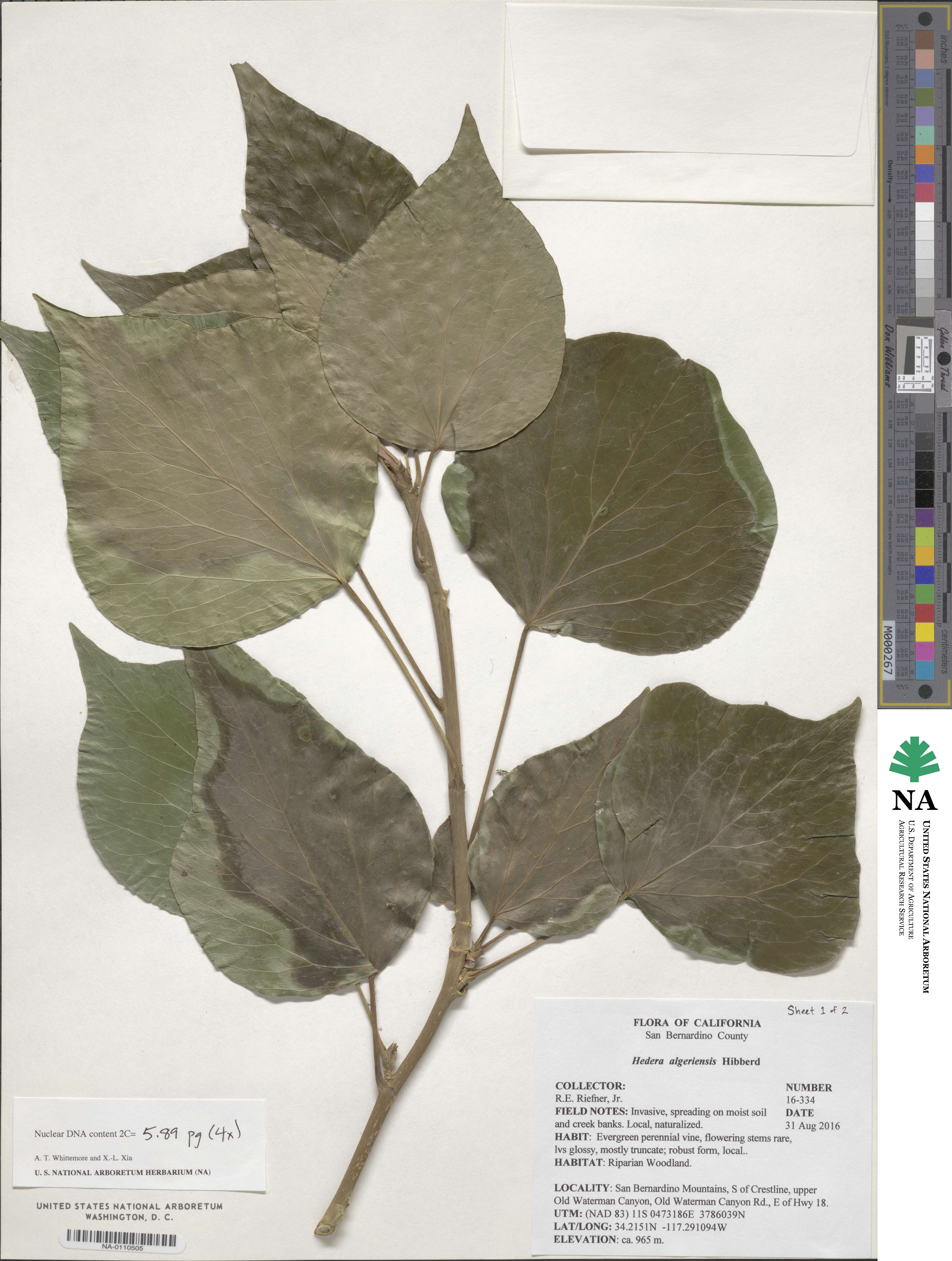 Hedera algeriensis image