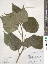 Hedera algeriensis image