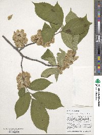 Ulmus prunifolia image