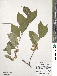 Ulmus davidiana image