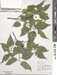 Celtis occidentalis image