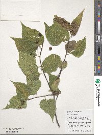 Celtis occidentalis image