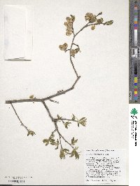 Ulmus szechuanica image