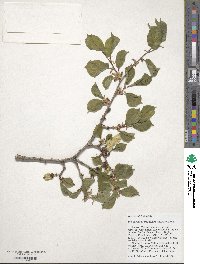 Ulmus macrocarpa image