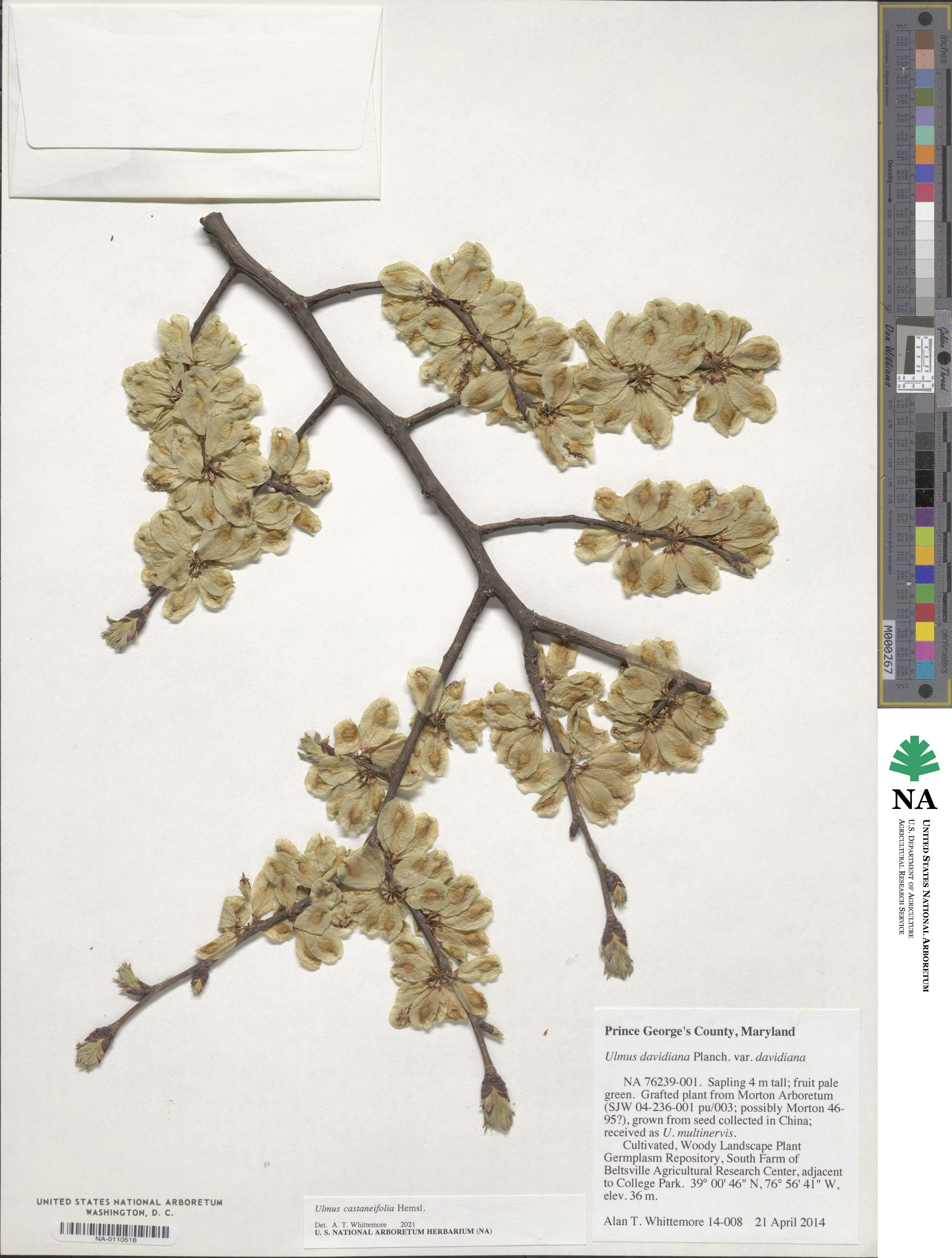 Ulmus castaneifolia image