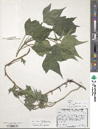 Hedera helix image