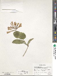 Lonicera sempervirens image