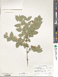 Lonicera xylosteum image