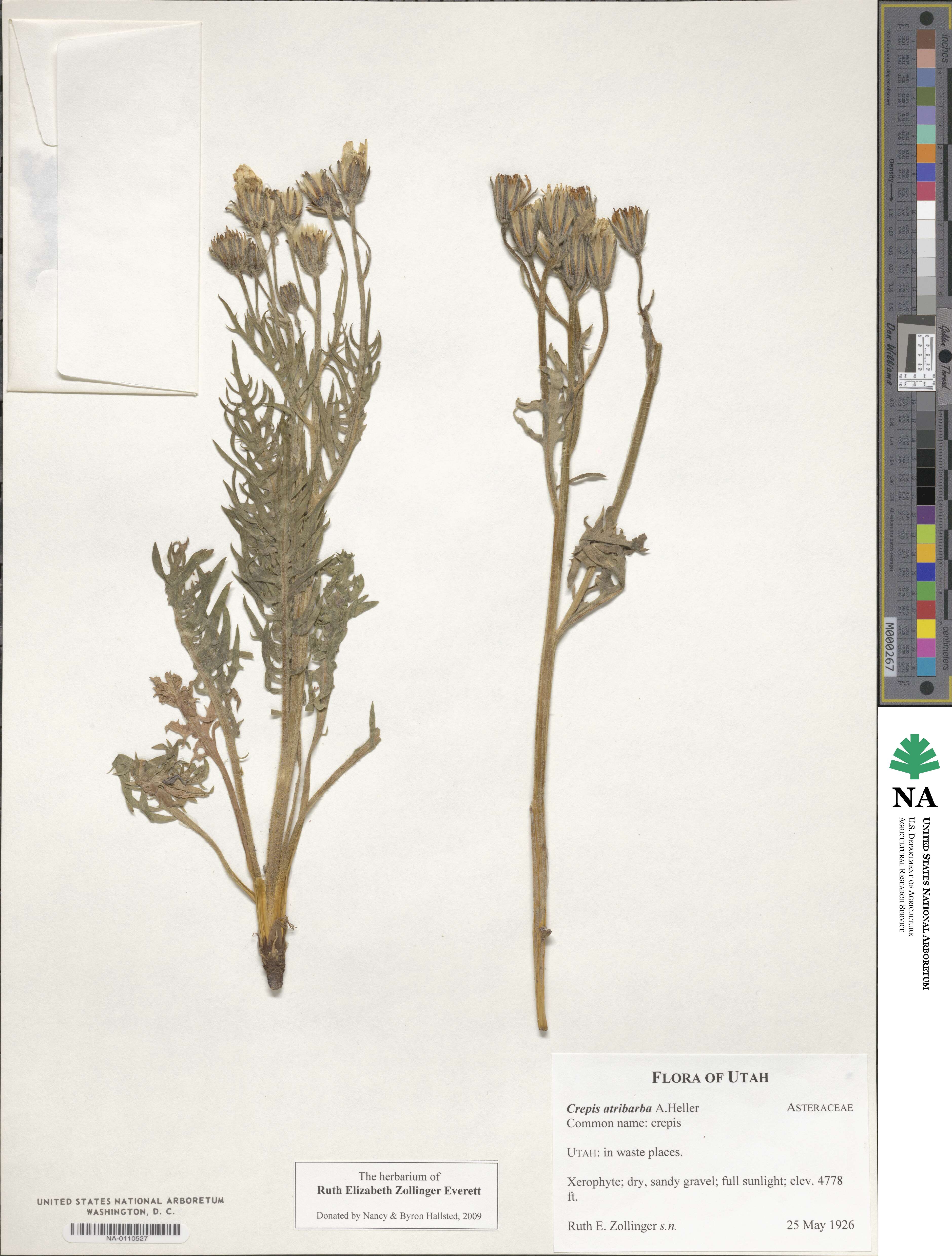 Crepis atribarba image