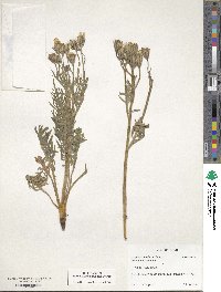 Crepis atribarba image