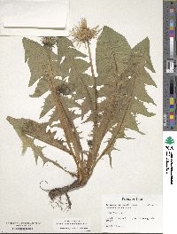 Taraxacum officinale image