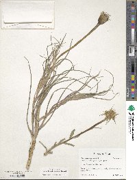 Tragopogon pratensis image