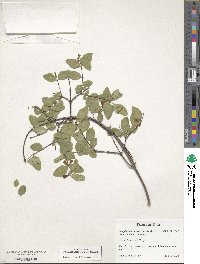 Symphoricarpos albus image