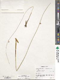 Juncus saximontanus image