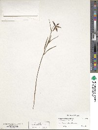 Fritillaria atropurpurea image