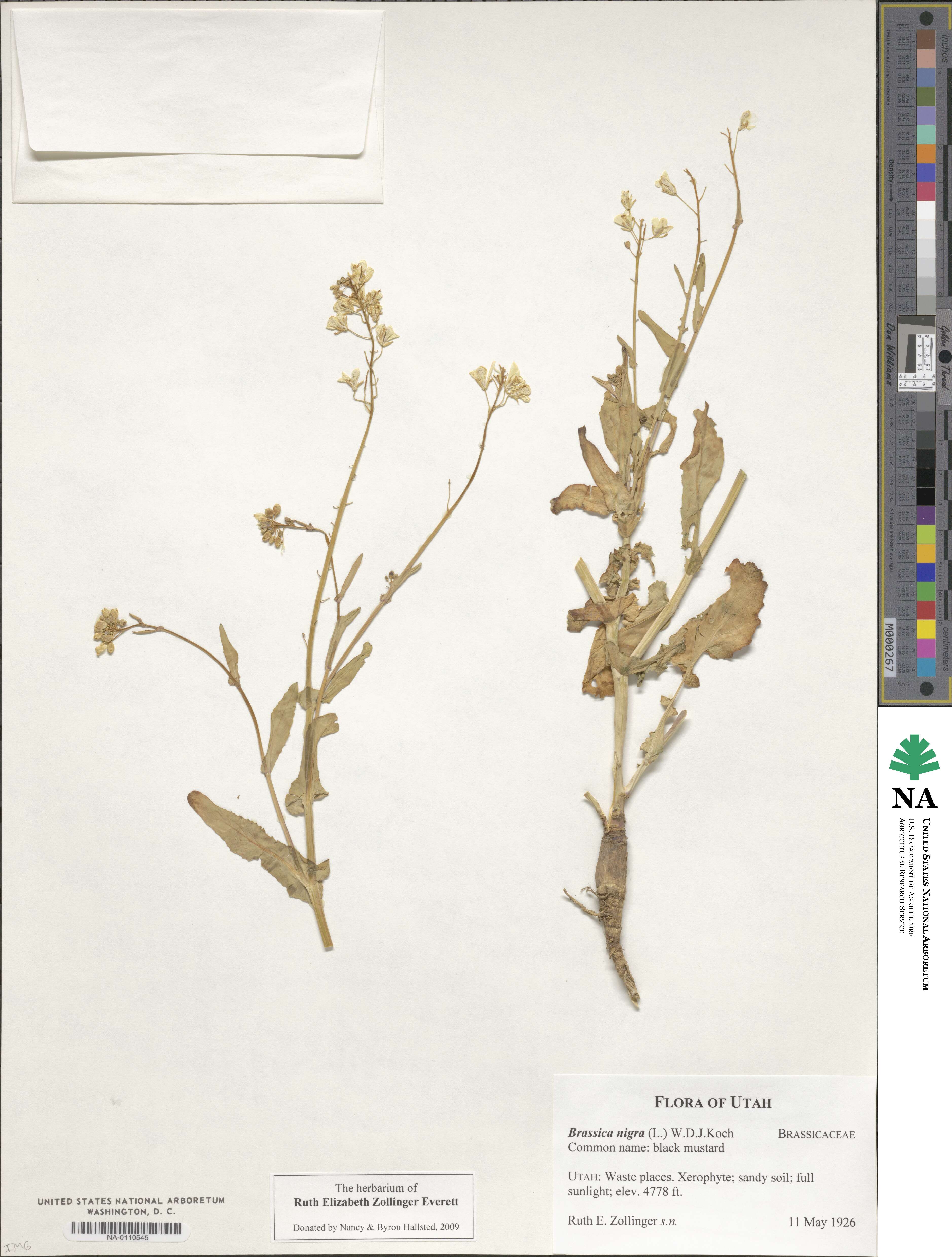 Brassica nigra image
