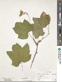 Rubus nutkanus image