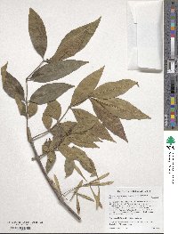 Fraxinus pennsylvanica var. pennsylvanica image