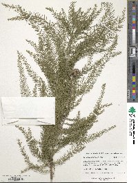 Taxodium distichum image