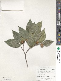 Fagus grandifolia image