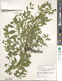 Ziziphus jujuba image