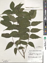 Juglans nigra image