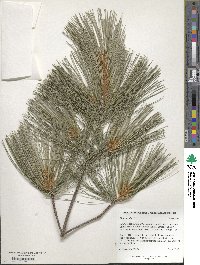 Pinus strobus image