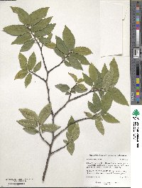 Ulmus procera image