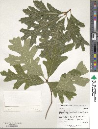 Quercus alba image