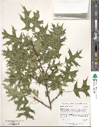 Quercus palustris image