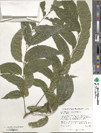 Carya illinoinensis image