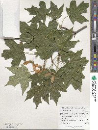 Acer saccharum image