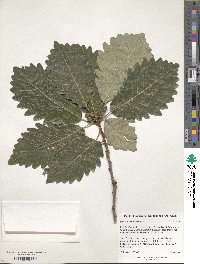 Quercus michauxii image