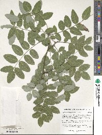 Styphnolobium japonicum image