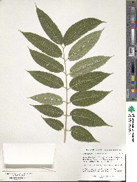 Toona sinensis image