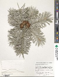 Cunninghamia lanceolata image