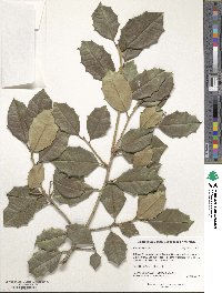 Ilex opaca image