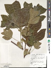 Liriodendron tulipifera image