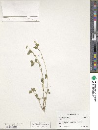 Medicago lupulina image