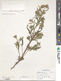 Image of Phacelia glandulosa