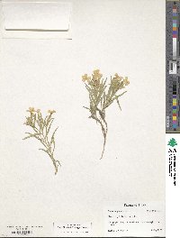 Image of Phlox longifolia