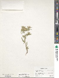 Collomia linearis image