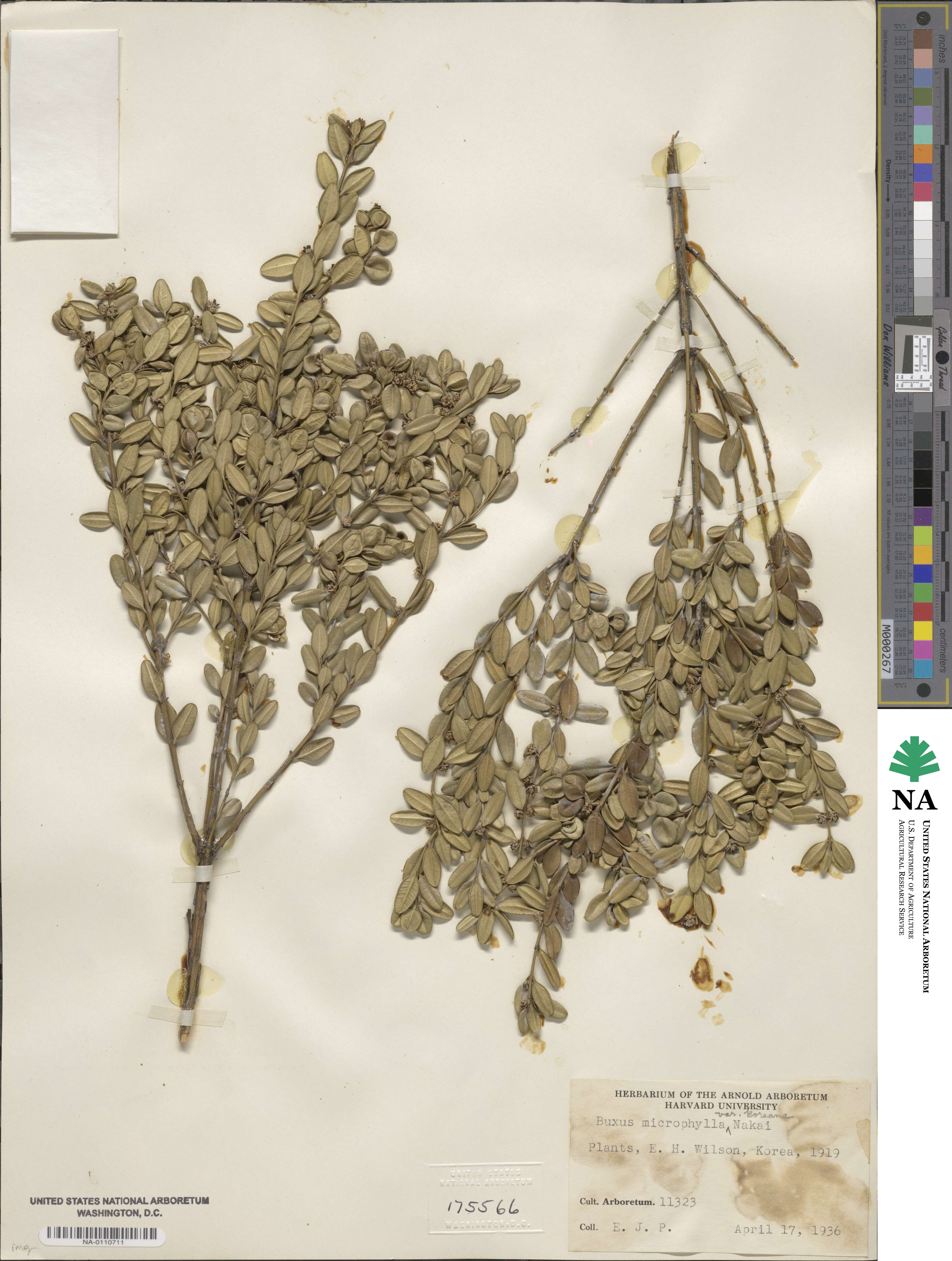 Buxus microphylla image