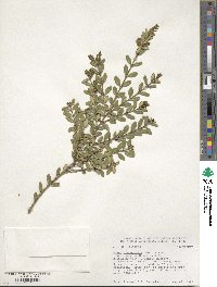 Buxus sinica var. insularis image