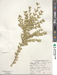 Buxus sinica var. insularis image